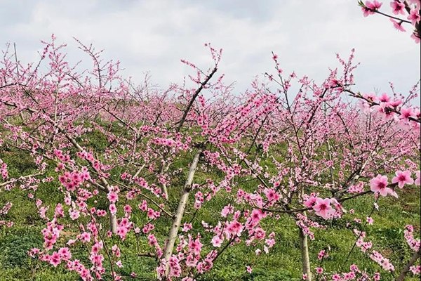 汉台徐望桃花节开幕